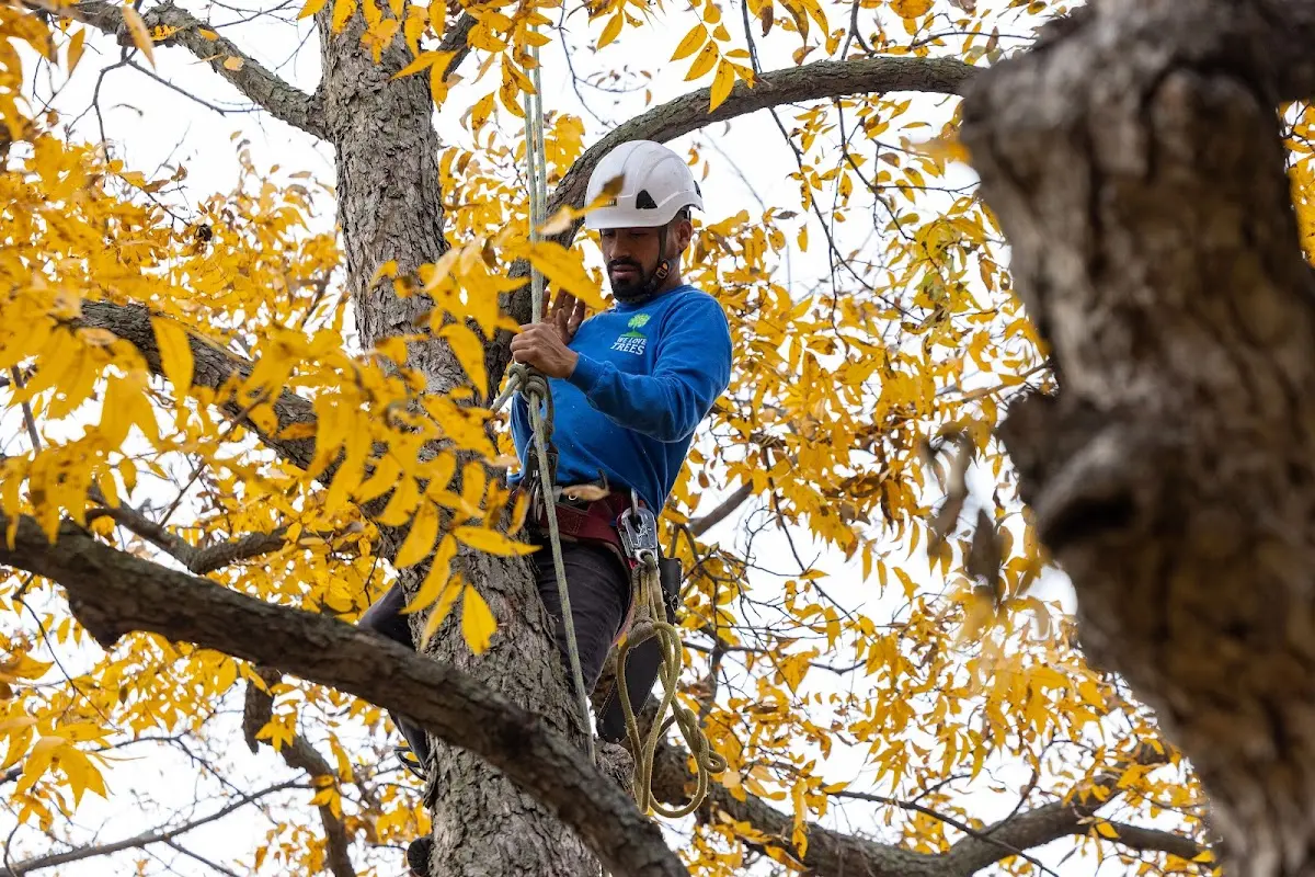 Skilled Tree Trimming crew working in Streator