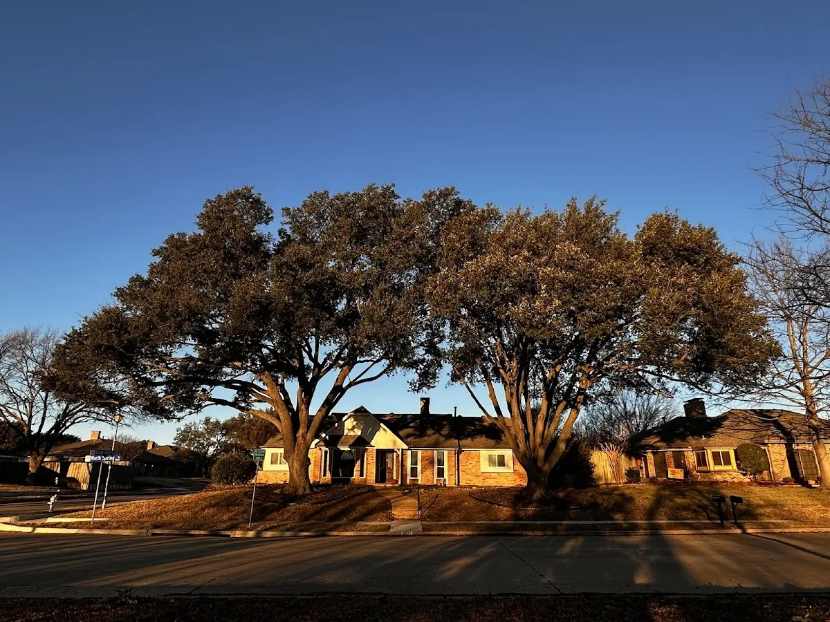 Established residential canopy tree shading a home in Streator